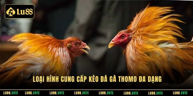 Loại hình cung cấp kèo đá gà Thomo đa dạng