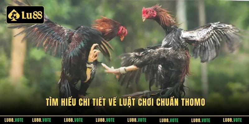 Tìm hiểu chi tiết về luật chơi chuẩn Thomo