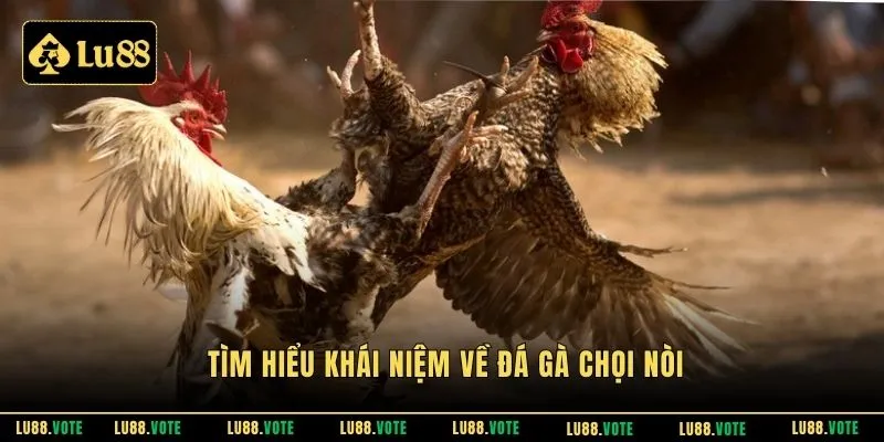 Tìm hiểu khái niệm về đá gà chọi nòi