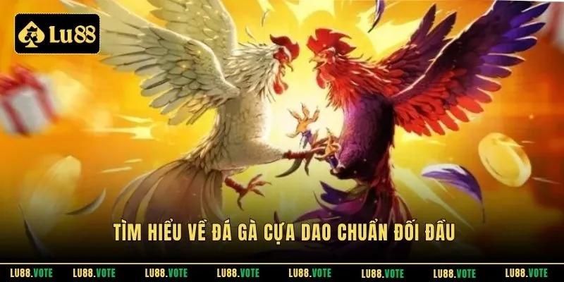 Tìm hiểu về đá gà cựa dao chuẩn đối đầu